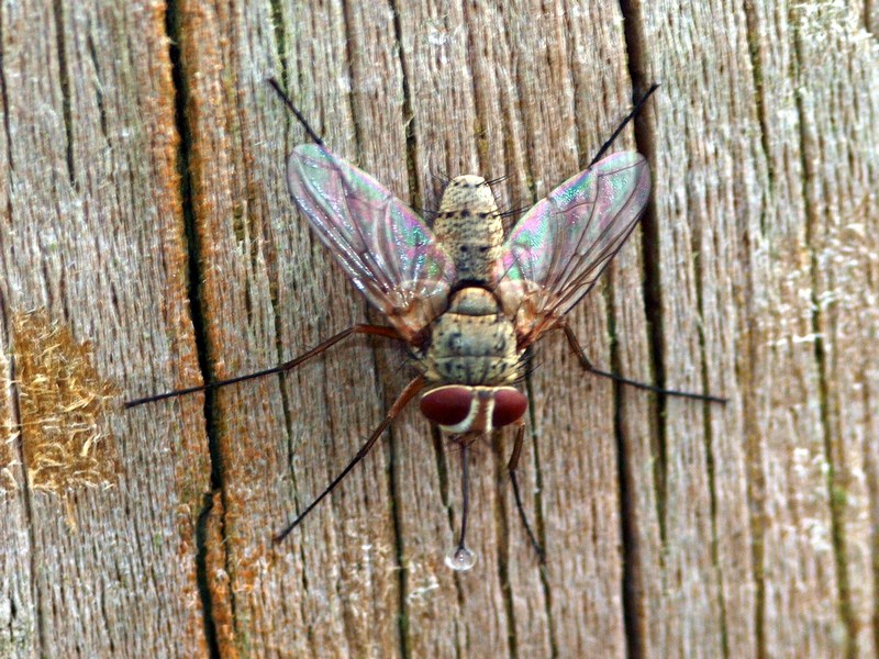 Tachinidae